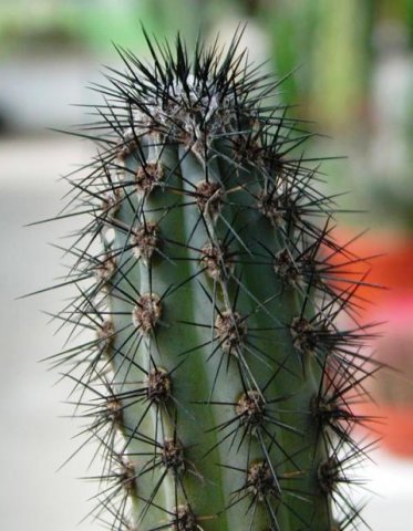 cereus_aethiops_1